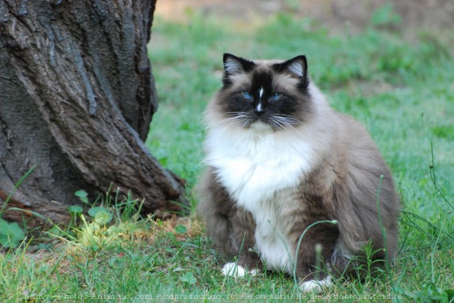 Photo de Ragdoll