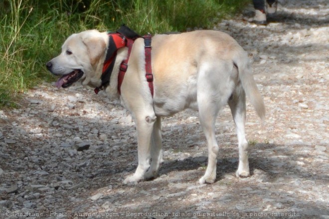 Photo de Labrador retriever