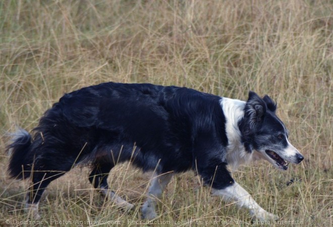 Photo de Border collie