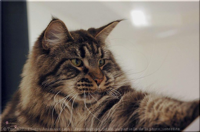 Photo de Maine coon