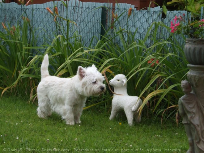 Photo de West highland white terrier