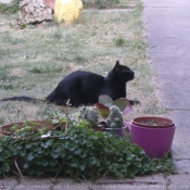 Photo de Chat domestique