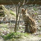 Photo de Serval