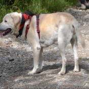 Photo de Labrador retriever