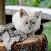 Photo de Chat domestique