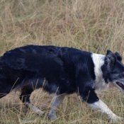 Photo de Border collie