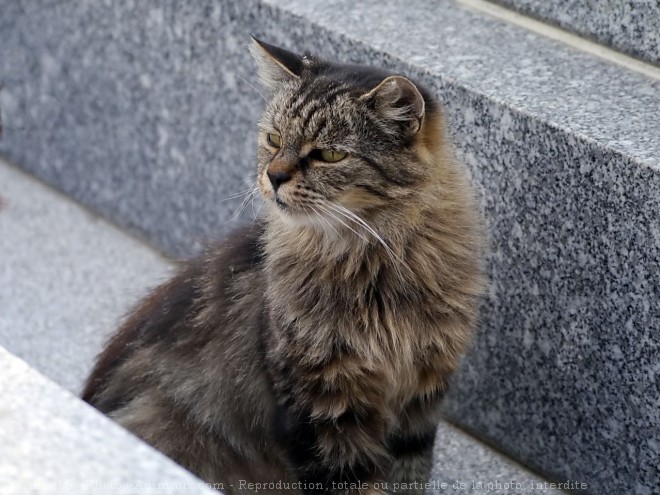 Photo de Chat domestique