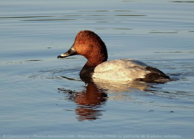 Photo de Canard nette rousse