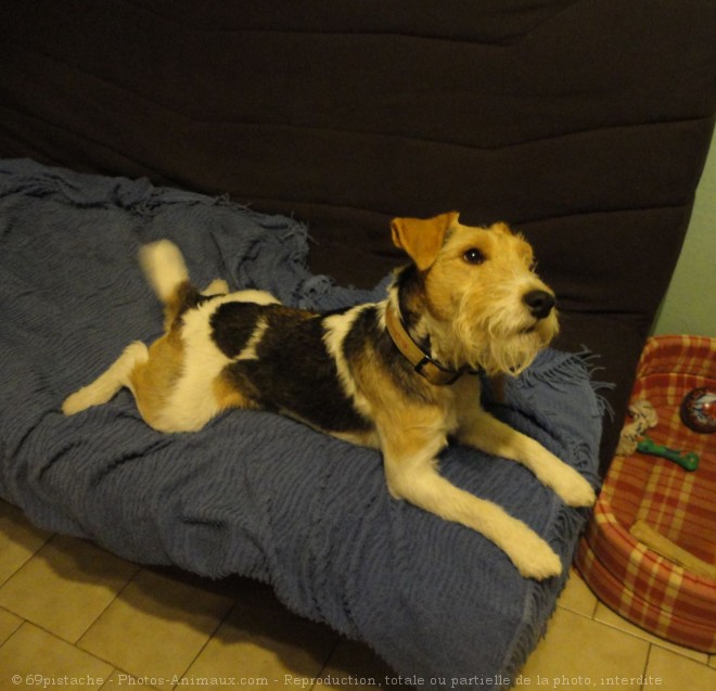 Photo de Jack russell terrier