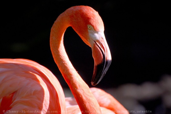 Photo de Flamand rose