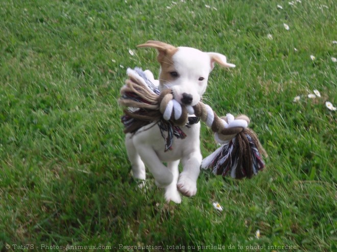 Photo de Jack russell terrier