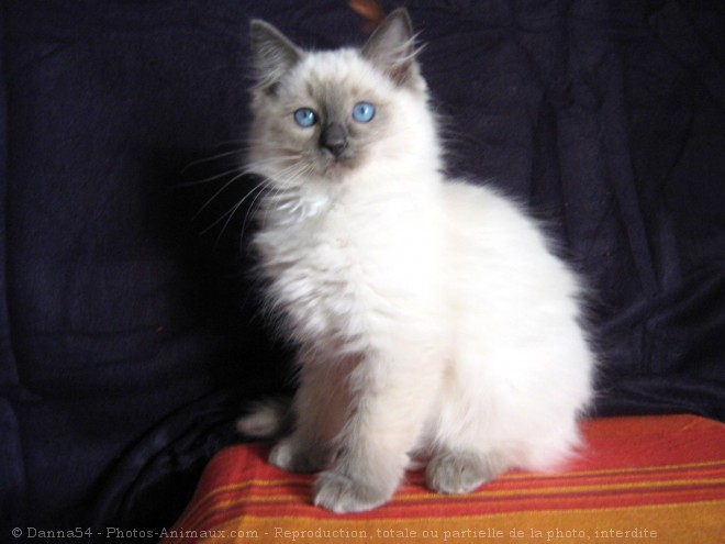 Photo de Ragdoll