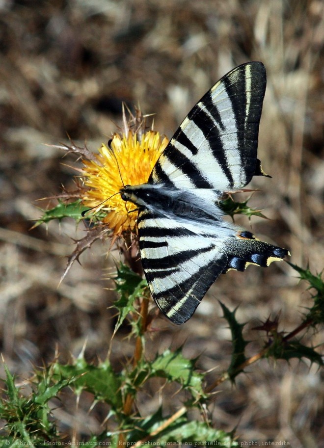 Photo de Papillon