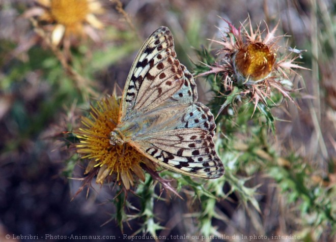 Photo de Papillon