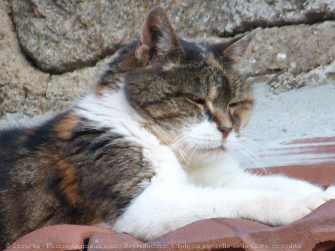 Photo de Chat domestique