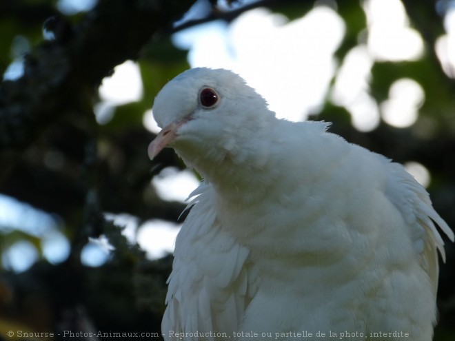 Photo de Colombe