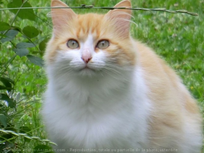 Photo de Chat domestique