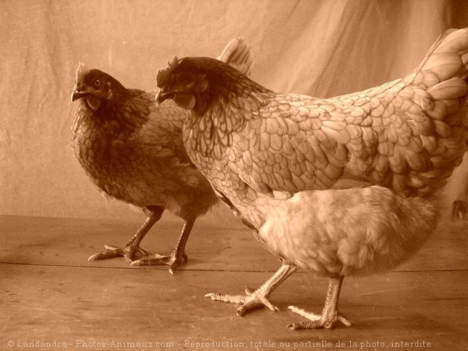 Photo de Poule