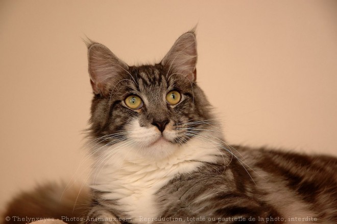 Photo de Maine coon