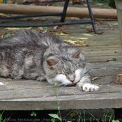 Photo de Chat domestique