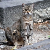 Photo de Chat domestique