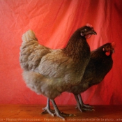 Photo de Poule