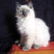 Photo de Ragdoll