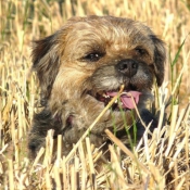 Photo de Border terrier