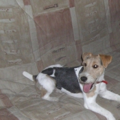 Photo de Jack russell terrier