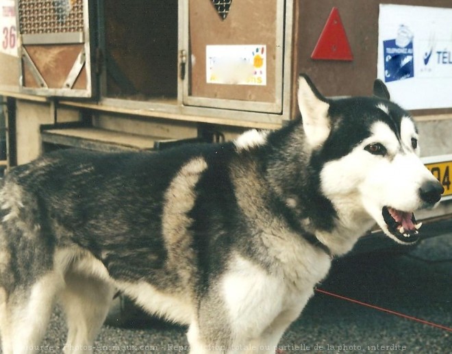 Photo de Husky siberien