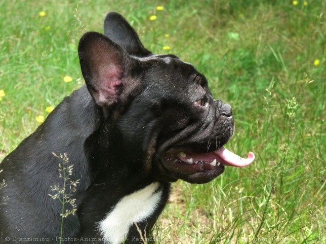 Photo de Bouledogue franais