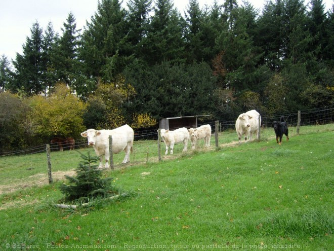 Photo de Vache