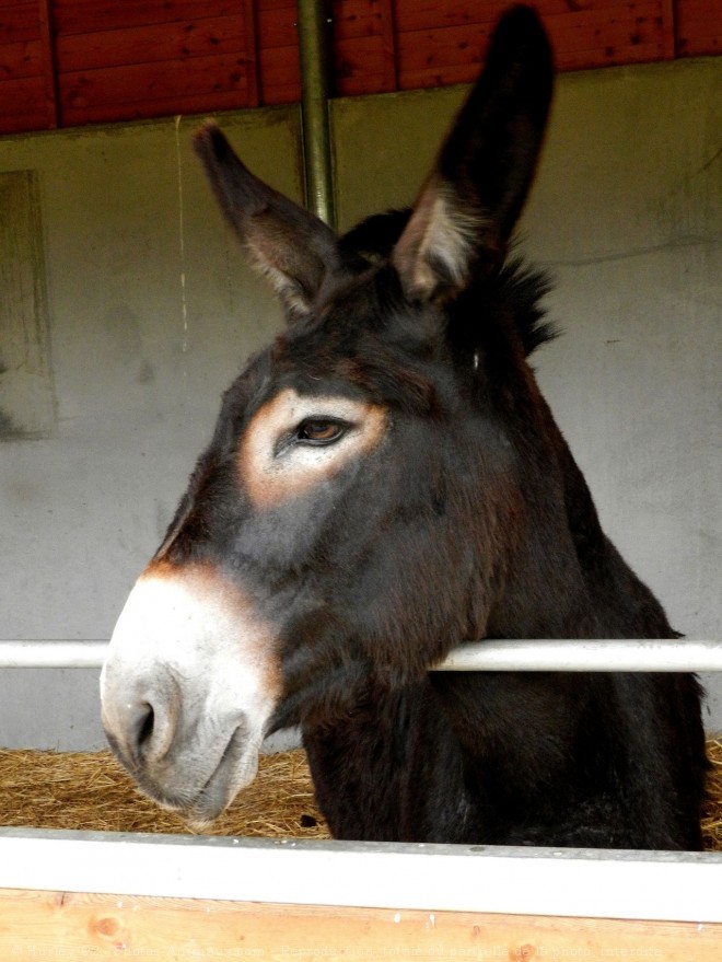 Photo d'Ane - grand noir du berry