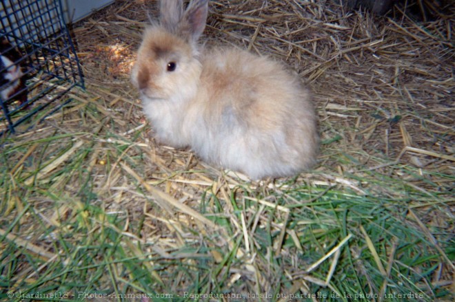 Photo de Lapin