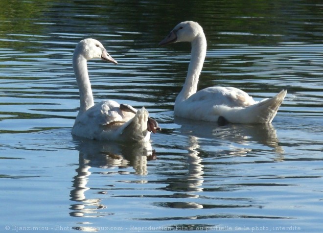 Photo de Cygne