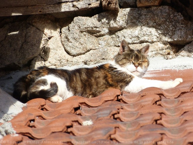 Photo de Chat domestique