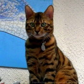 Photo de Bengal