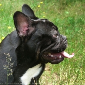 Photo de Bouledogue franais