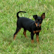 Photo de Pinscher nain