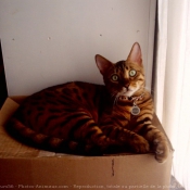 Photo de Bengal