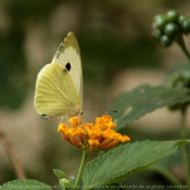 Photo de Papillon - piride