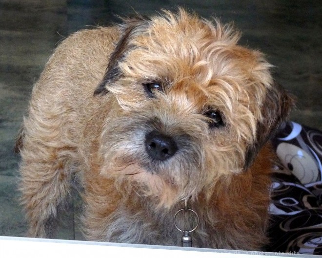 Photo de Border terrier