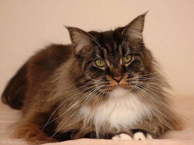 Photo de Maine coon