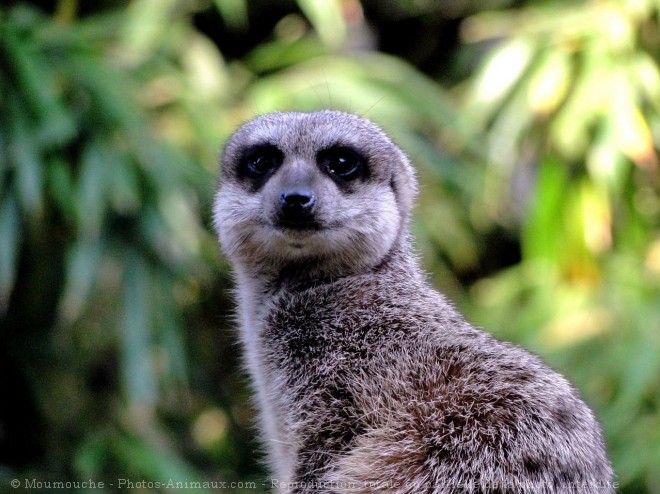 Photo de Suricate