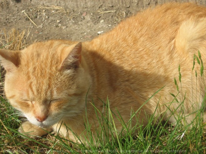 Photo de Chat domestique