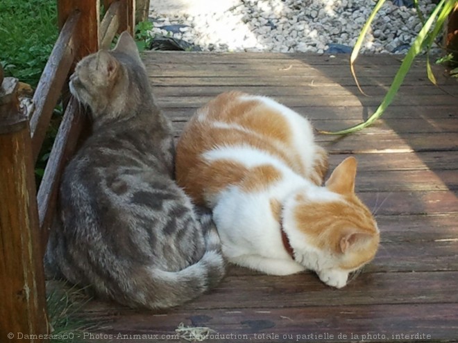 Photo de Chat domestique