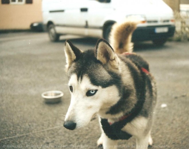 Photo de Husky siberien