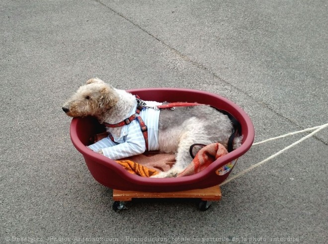 Photo de Fox terrier  poil dur