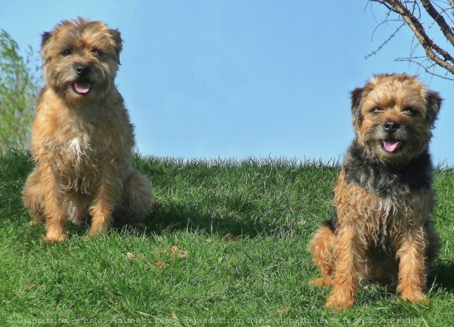 Photo de Border terrier