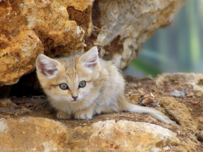 Photo de Chat des sables